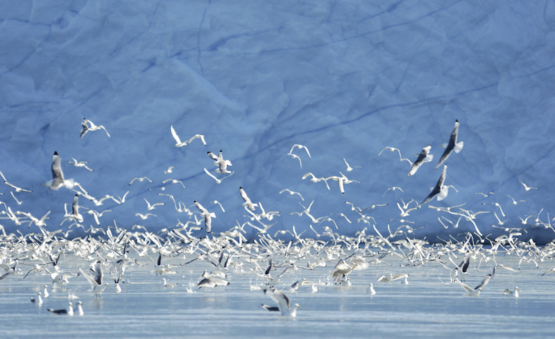 Oiseaux glacier